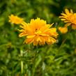 Janeba drsná - Heliopsis helianthoides scabra