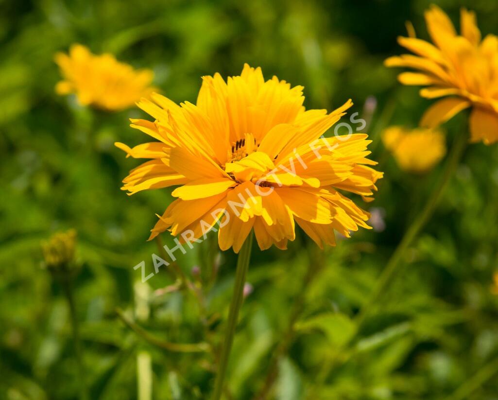 Janeba drsná - Heliopsis helianthoides scabra