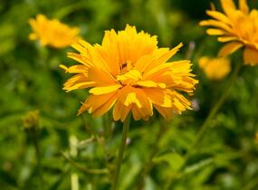 Janeba drsná - Heliopsis helianthoides scabra