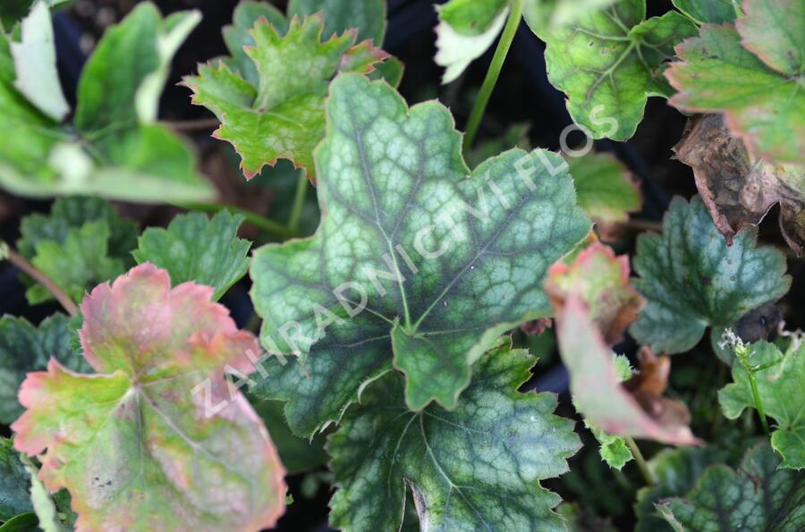 Dlužicha 'Marvelous Marble' - Heuchera americana 'Marvelous Marble'