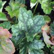 Dlužicha 'Marvelous Marble' - Heuchera americana 'Marvelous Marble'