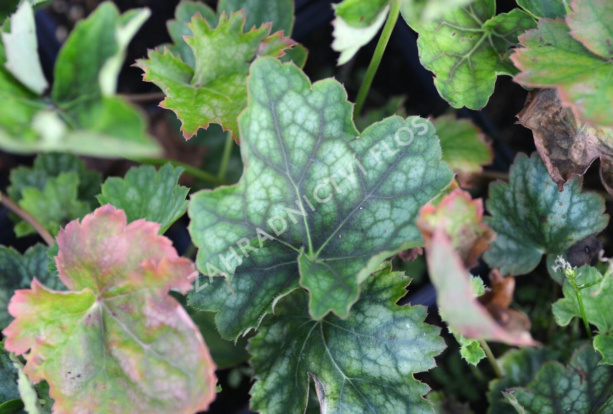 Dlužicha 'Marvelous Marble' - Heuchera americana 'Marvelous Marble'