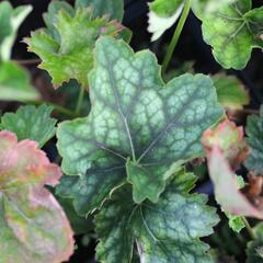 Dlužicha 'Marvelous Marble' - Heuchera americana 'Marvelous Marble'
