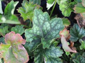 Dlužicha 'Marvelous Marble' - Heuchera americana 'Marvelous Marble'
