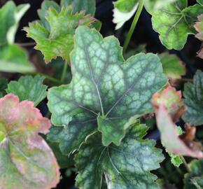 Dlužicha 'Marvelous Marble' - Heuchera americana 'Marvelous Marble'