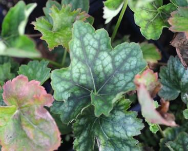 Dlužicha 'Marvelous Marble'