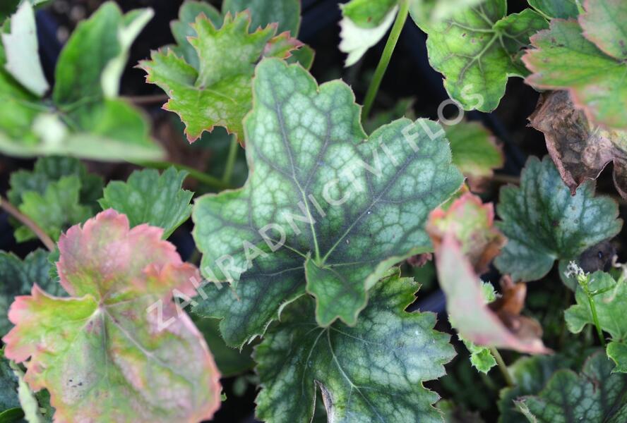 Dlužicha 'Marvelous Marble' - Heuchera americana 'Marvelous Marble'
