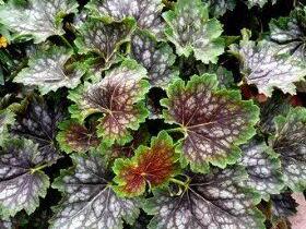 Dlužicha 'Marvelous Marble' - Heuchera americana 'Marvelous Marble'