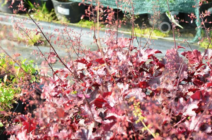 Dlužicha 'Frosted Violet' - Heuchera hybrida 'Frosted Violet'
