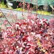 Dlužicha 'Frosted Violet' - Heuchera 'Frosted Violet'