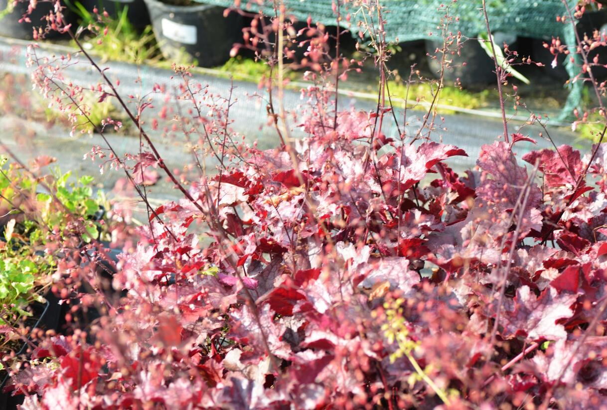 Dlužicha 'Frosted Violet' - Heuchera hybrida 'Frosted Violet'