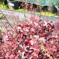 Dlužicha 'Frosted Violet' - Heuchera hybrida 'Frosted Violet'