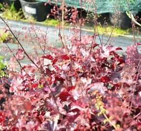 Dlužicha 'Frosted Violet' - Heuchera 'Frosted Violet'