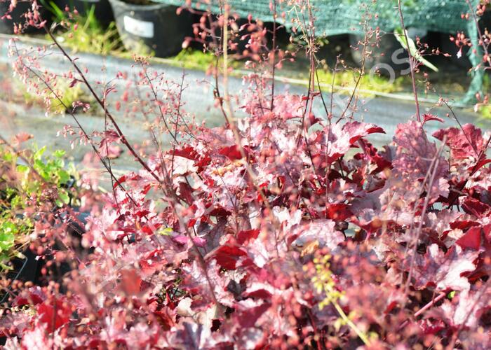 Dlužicha 'Frosted Violet' - Heuchera 'Frosted Violet'