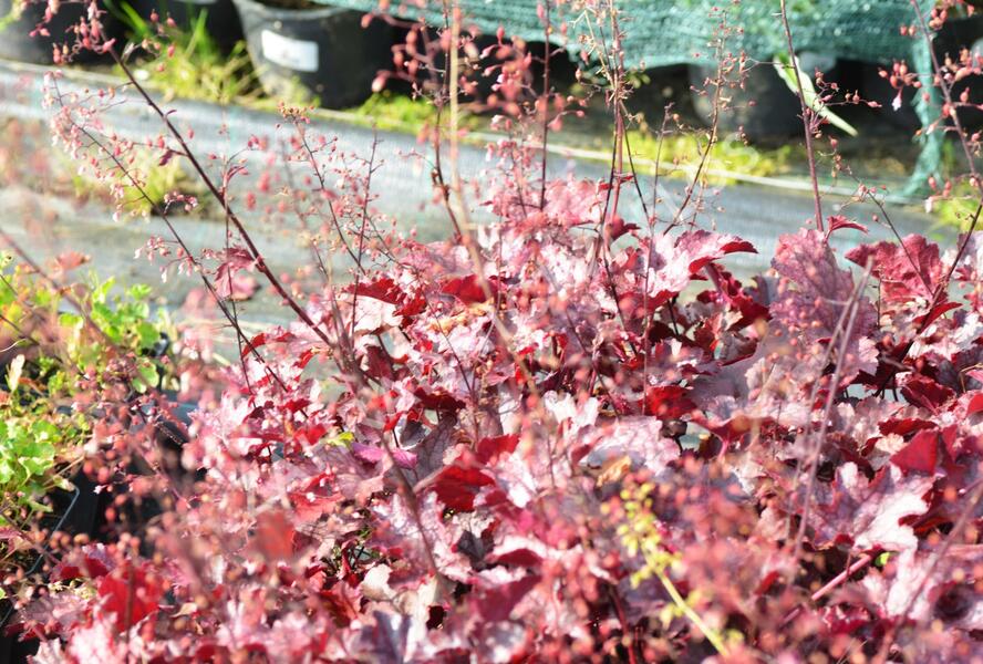 Dlužicha 'Frosted Violet' - Heuchera hybrida 'Frosted Violet'