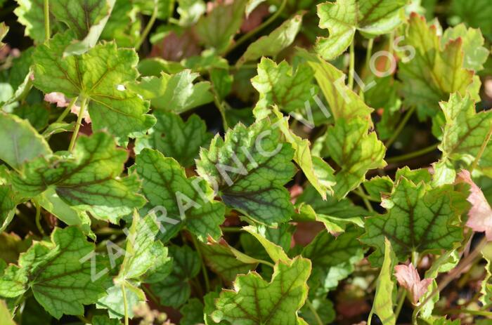 Dlužicha 'Ring of Fire' - Heuchera hybrida 'Ring of Fire'