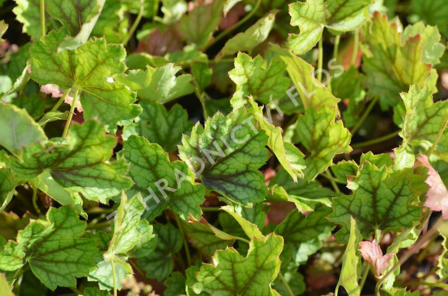 Dlužicha 'Ring of Fire' - Heuchera hybrida 'Ring of Fire'