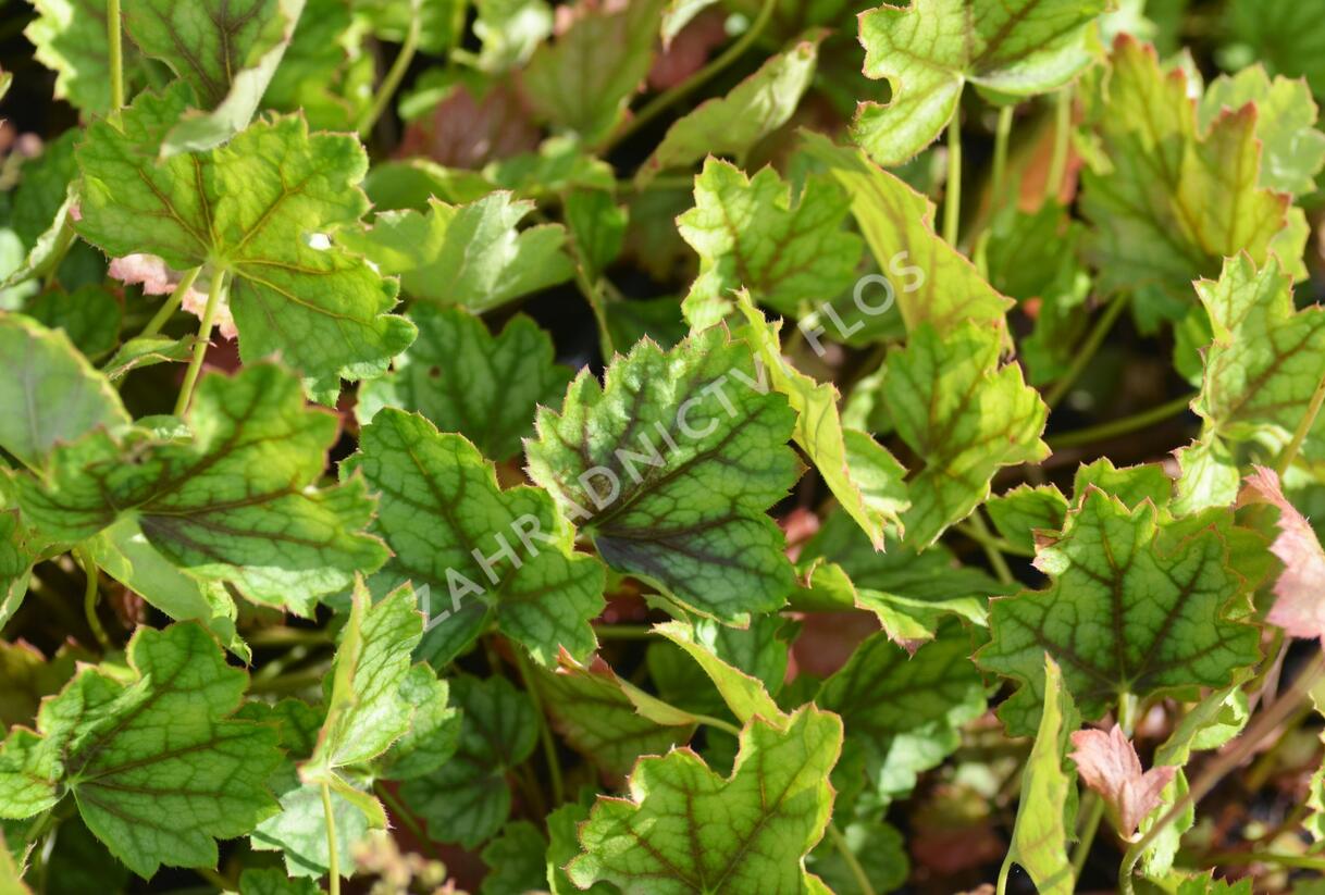 Dlužicha 'Ring of Fire' - Heuchera hybrida 'Ring of Fire'