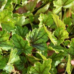 Dlužicha 'Ring of Fire' - Heuchera 'Ring of Fire'