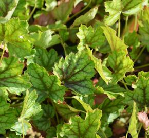 Dlužicha 'Ring of Fire' - Heuchera 'Ring of Fire'