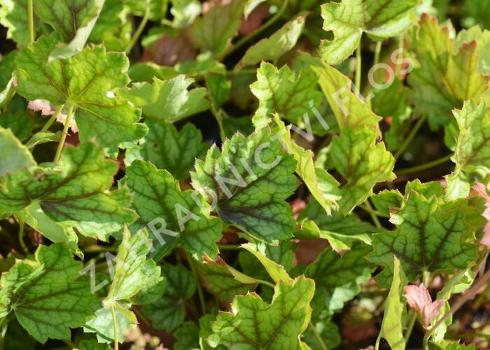 Dlužicha 'Ring of Fire' - Heuchera 'Ring of Fire'