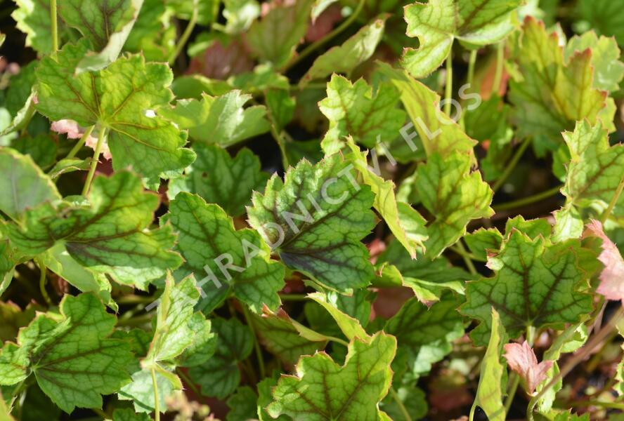 Dlužicha 'Ring of Fire' - Heuchera hybrida 'Ring of Fire'