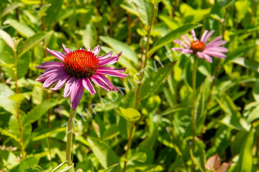 Třapatkovka nachová 'Magnus Superior' - Echinacea purpurea 'Magnus Superior'