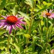 Třapatkovka nachová 'Magnus Superior' - Echinacea purpurea 'Magnus Superior'