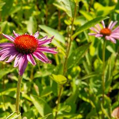 Třapatkovka nachová 'Magnus Superior' - Echinacea purpurea 'Magnus Superior'