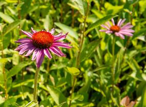 Třapatkovka nachová 'Magnus Superior' - Echinacea purpurea 'Magnus Superior'