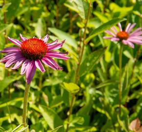 Třapatkovka nachová 'Magnus Superior' - Echinacea purpurea 'Magnus Superior'