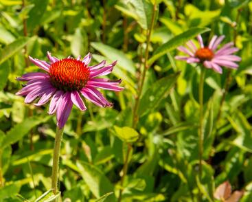 Třapatkovka nachová 'Magnus Superior'