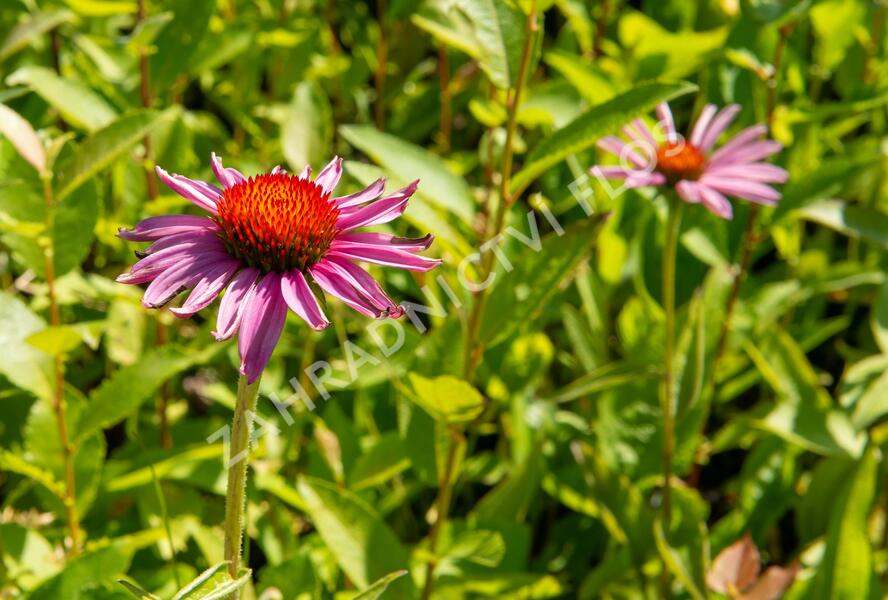 Třapatkovka nachová 'Magnus Superior' - Echinacea purpurea 'Magnus Superior'
