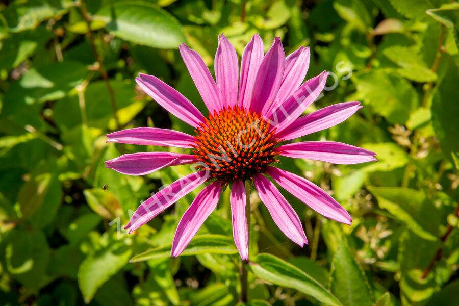 Třapatkovka nachová 'Magnus Superior' - Echinacea purpurea 'Magnus Superior'