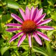 Třapatkovka nachová 'Magnus Superior' - Echinacea purpurea 'Magnus Superior'