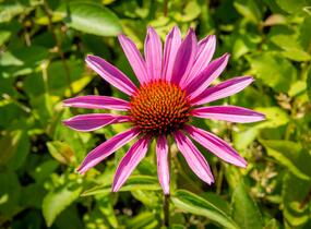 Třapatkovka nachová 'Magnus Superior' - Echinacea purpurea 'Magnus Superior'