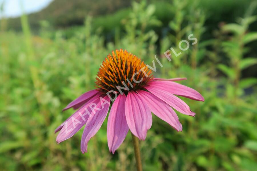 Třapatkovka nachová 'Magnus Superior' - Echinacea purpurea 'Magnus Superior'