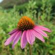 Třapatkovka nachová 'Magnus Superior' - Echinacea purpurea 'Magnus Superior'