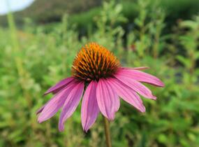 Třapatkovka nachová 'Magnus Superior' - Echinacea purpurea 'Magnus Superior'