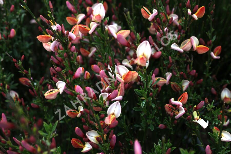 Čilimník 'Zeelandia' - Cytisus 'Zeelandia'