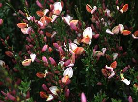 Čilimník 'Zeelandia' - Cytisus 'Zeelandia'