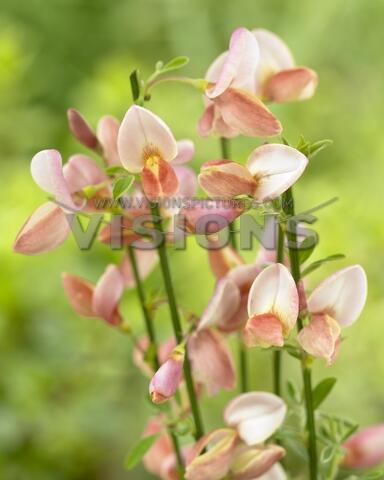 Čilimník 'Zeelandia' - Cytisus 'Zeelandia'
