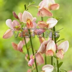 Čilimník 'Zeelandia' - Cytisus 'Zeelandia'