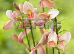 Čilimník 'Zeelandia' - Cytisus 'Zeelandia'