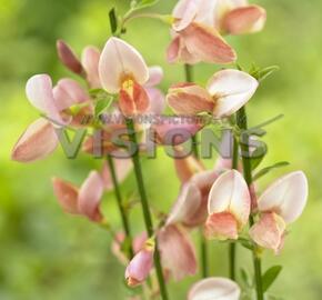 Čilimník 'Zeelandia' - Cytisus 'Zeelandia'