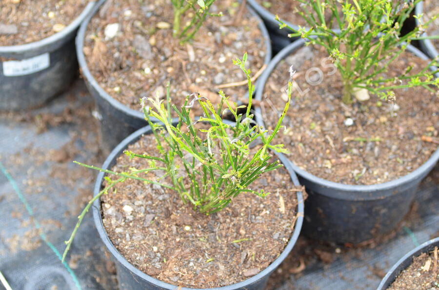 Čilimník 'Vanesse' - Cytisus 'Vanesse'