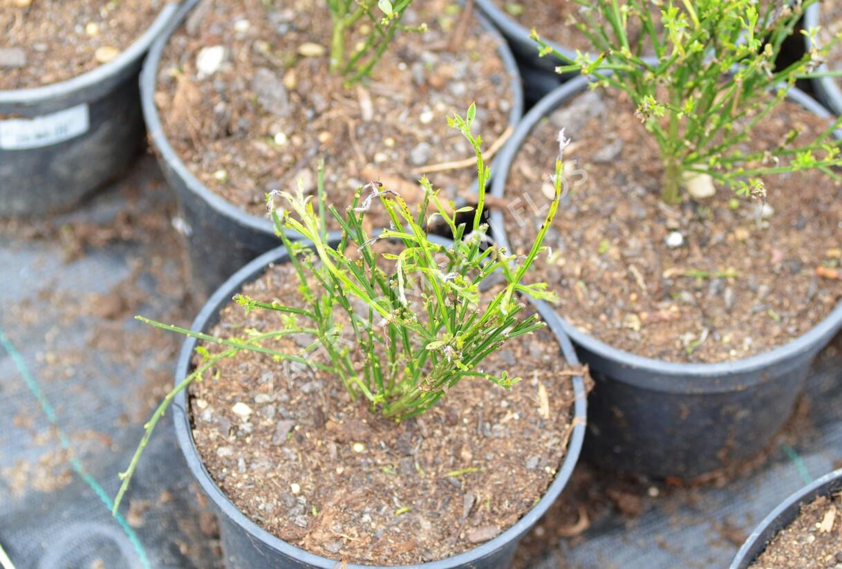 Čilimník 'Vanesse' - Cytisus 'Vanesse'