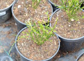 Čilimník 'Vanesse' - Cytisus 'Vanesse'