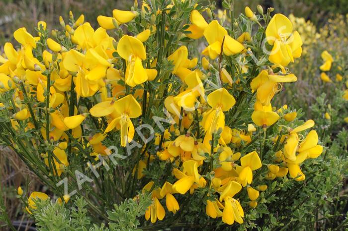 Čilimník 'Vanesse' - Cytisus 'Vanesse'