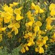 Čilimník 'Vanesse' - Cytisus 'Vanesse'